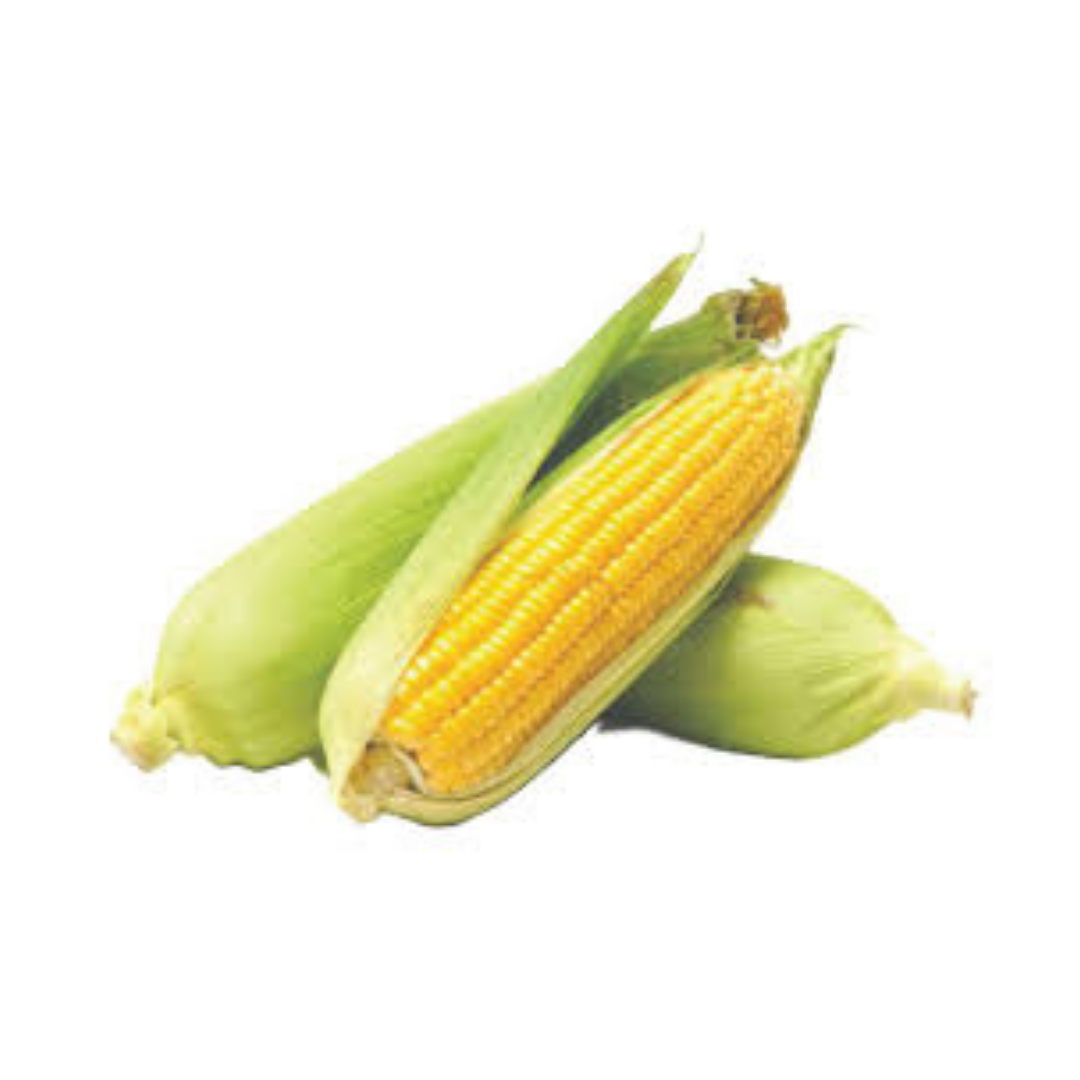 MAZORCA AMERO