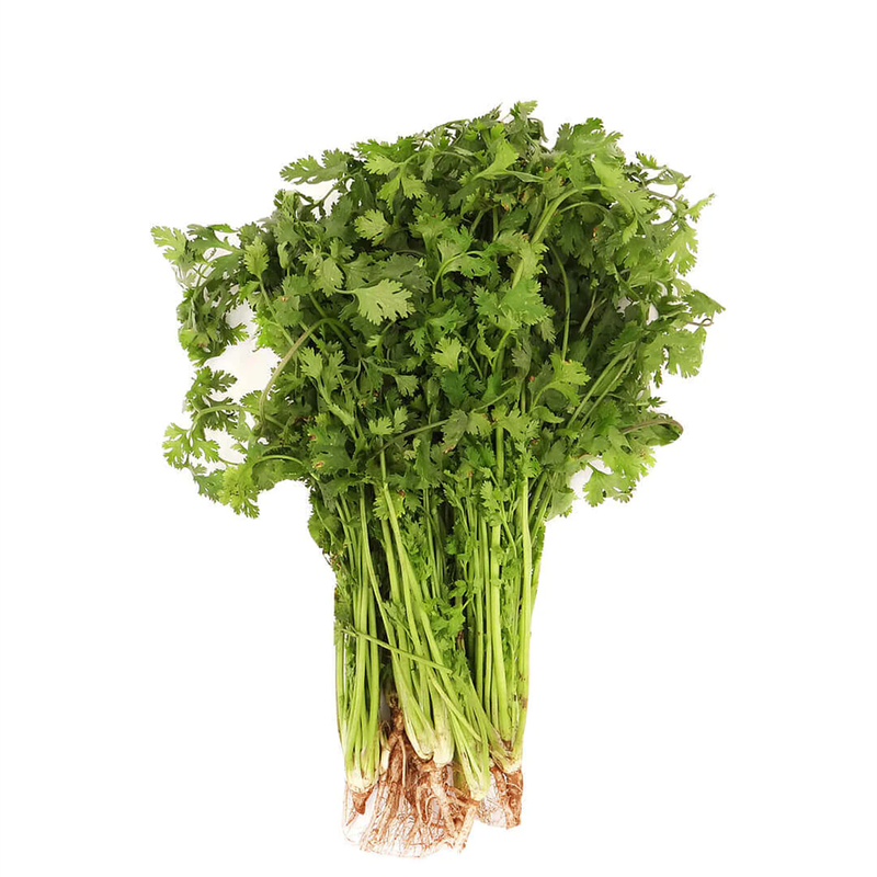 CILANTRO ATADO