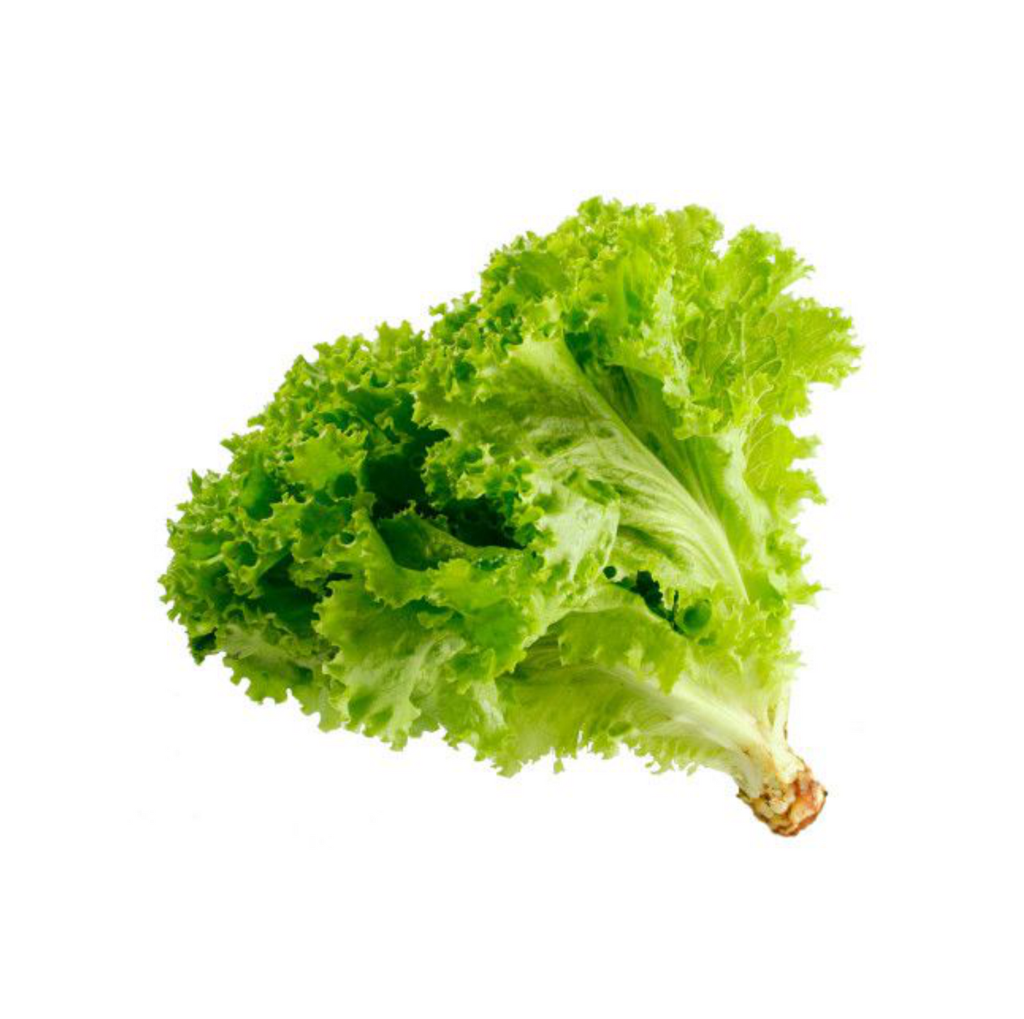 LECHUGA CRESPA