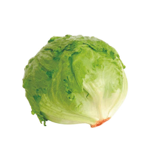 LECHUGA BATAVIA